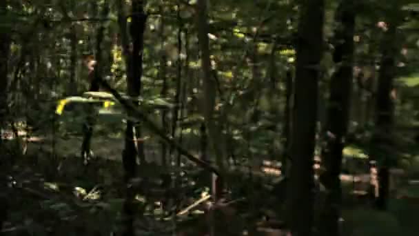 Caminar en el bosque — Vídeo de stock