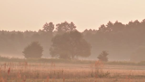 MANHÃ LANDSCAPE COM AS Árvores ENTRE O FOG — Vídeo de Stock