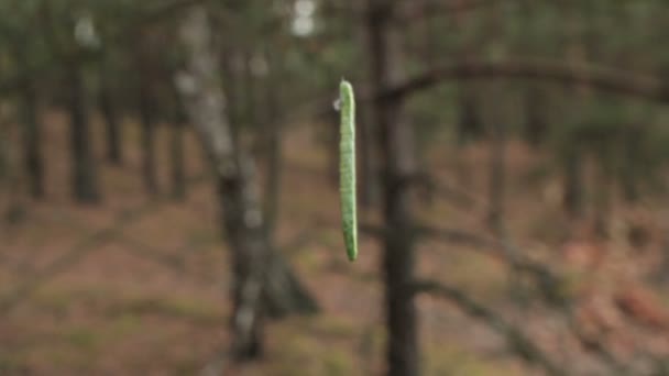 Caterpillar προεξοχή στο δέντρο — Αρχείο Βίντεο