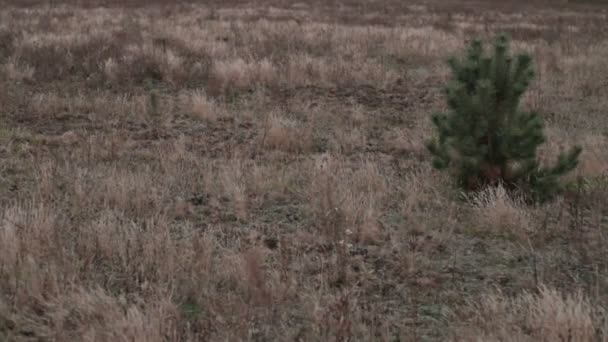 Petite brousse au milieu de l'herbe — Video