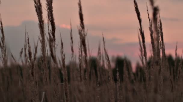 Під час заходу сонця краєвид з рожеві хмари горизонтальні панорами — стокове відео