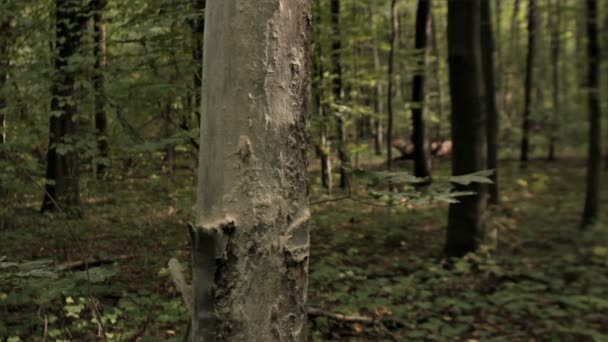 Dolly skott av ljusa träd i skogen — Stockvideo