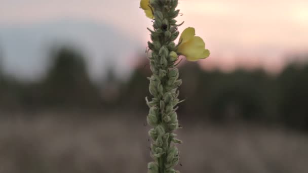 석양에 노란색 꽃 — 비디오
