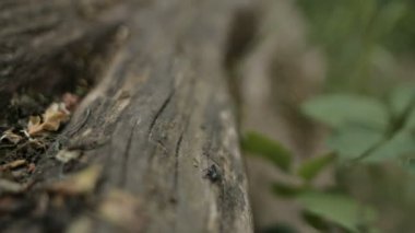 Günlük çocuk atlamak