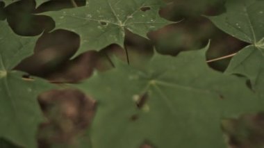 Çocuk el yaprakları dokunarak