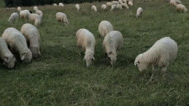 Scheep Dağı mera üzerinde