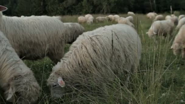 Schafe auf der Alm — Stockvideo