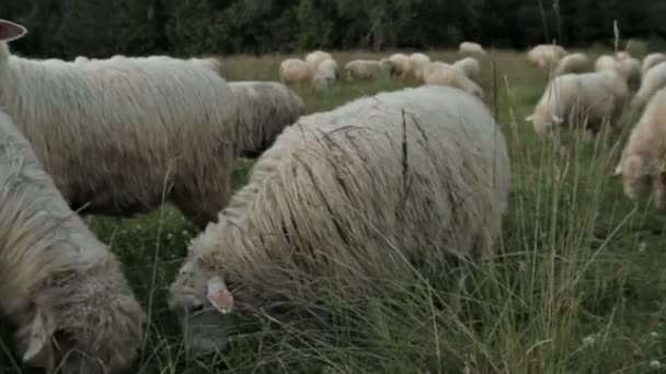 SCHEMA SULLA PASTURA DI MONTAGNA — Video Stock