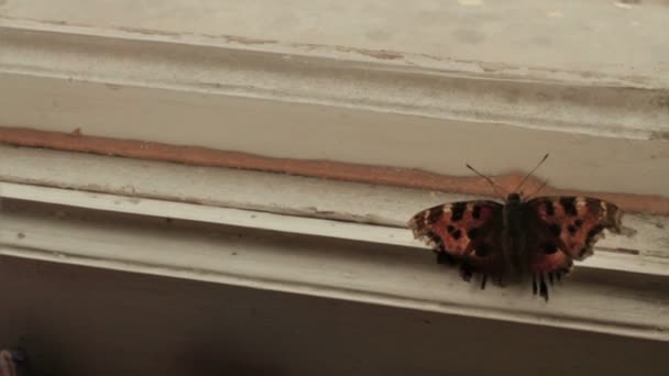 TRAPPED BUTTERFLY trying to get AWAY — стоковое видео