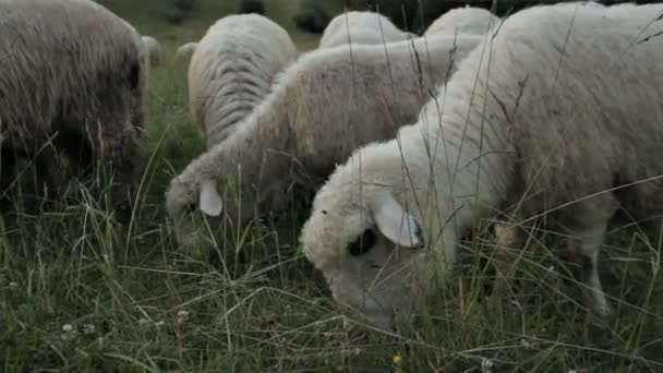 SCHEEP ON THE MOUNTAIN PASTURE — Stock Video