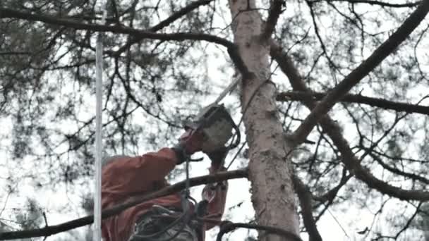 Mann schneidet Äste — Stockvideo