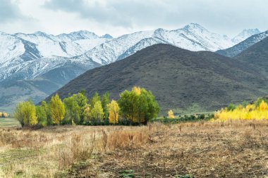 Bereketli sonbahar sarı ağaçları ve uzak karlı tepeleri olan tepeler, resimli bir sonbahar manzarası. Kırgızistan 'da sonbahar.