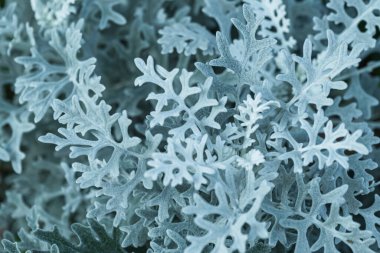 Doğal ortamında karmaşık bir gri-mavi yaprak deseni olan Jacobaea Maritima 'ya yakın çekim. Doğal soyut arkaplan.