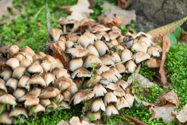 Orman zemininde yetişen Psathyrellaceae ailesinin Coprinopsis mantarları, doğal ortamda mantar koleksiyonu. Doğada ekoloji, büyüme ve çürüme kavramı.