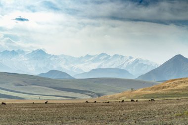 Dağlık arazide otlayan koyunlarla dolu geniş bir arazi. Doğa kavramı, kırsal yaşam ve manzara uyumu.