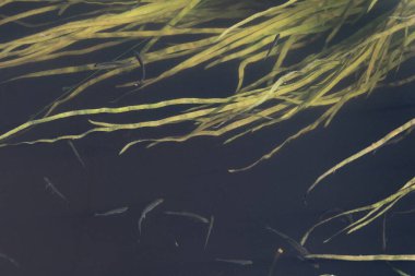 Yüzeyin altındaki yaşam. Seçici odaklanma. Doğanın hassas su ekosistemleri dengesi.