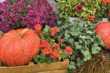 Balkabakları ve kasımpatılarla sonbahar kompozisyonu.