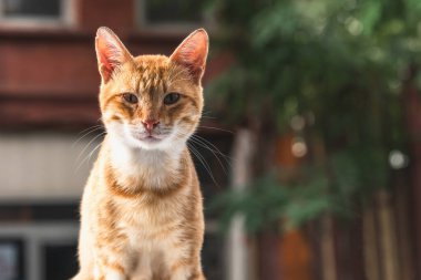 Kızıl şehir kedisi bulanık arka planda oturuyor ve bakıyor. Evcil hayvanlara ilgi ve sevgi.
