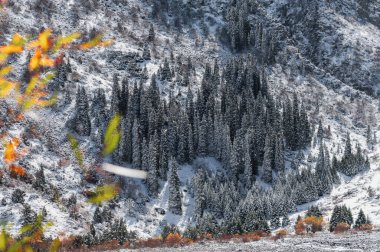 Dağlarda sonbahar. Karlı köknar ağaçları ve sarı çalılar. Sarı ve beyaz. Sarı yaprak çerçevesi