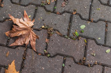 Şehre dökülen sonbahar yaprakları kaldırım taşları.