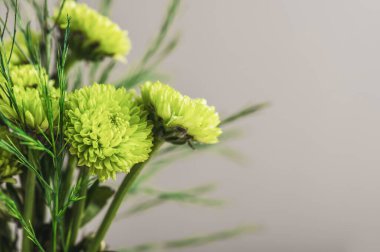 Küçük yeşil kasımpatı buketi, gri arka planda yakın plan. Çiçek arkaplan, kartpostal. Seçici odak.