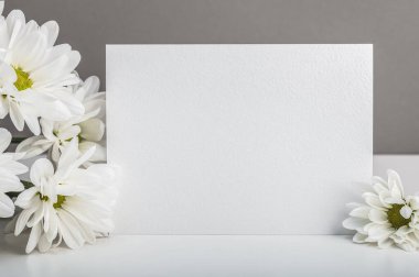 Beyaz kasımpatılar, papatyalar ve beyaz bir masada bir kart. Tebrikler, davetiye, sertifika, mesaj. Model.