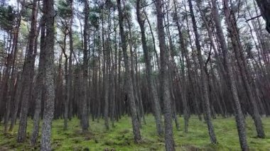 Ağaçların arasından süzülen güneş ışığıyla yeşil bir ormanda uzun çam ağaçları. Yazın huzurlu doğal manzara, Dans eden orman, Kurshskaya kosa, Rusya