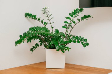 Indoor zamioculcas plant in modern white pot on wooden table minimal home decor