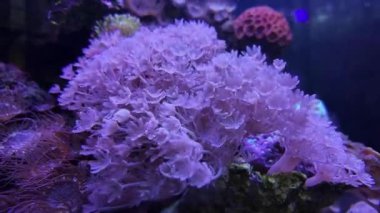 Mor yumuşak mercanlardan oluşan detaylı bir makro ya da deniz akvaryumunda sünger doğal sualtı dokusu ve canlı resif rengi.