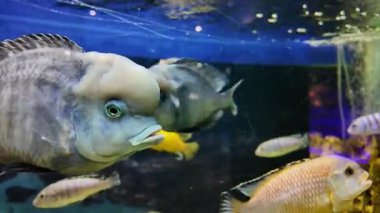 Birkaç büyük akvaryum balığı birlikte yüzer, ön planda başı ve ağzı öne çıkan balıklar, çeşitli türler ve tank yansımaları vardır.