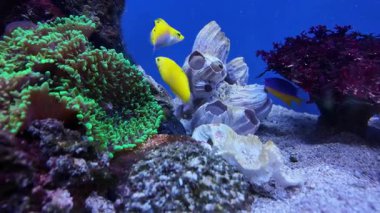 Sarı tangalı parlak resif akvaryumu, çeşitli mercanlar, canlı renkler ve canlı deniz biyolojik çeşitliliği.