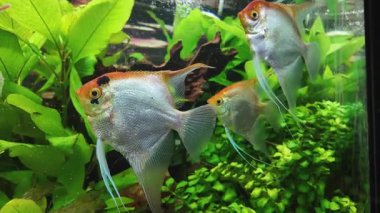 Yeşil akvaryumda yüzen güzel gümüş melek balığı tropikal sualtı bitkileri.