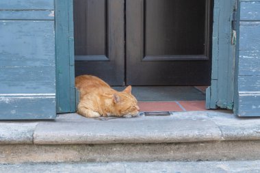 Eski bir İtalyan evinin girişinde uyuyan kedi. Otantik seyahat detayları Avrupa 'daki günlük sokak yaşamını yakalıyor.