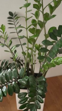 İçerideki ahşap zeminde duran beyaz tencerede yeşil zamioculcas bitkisinin dikey videosu. Minimum iç mekan ve doğal yaşam tarzı konsepti. Modern iç mekanlarda sağlıklı bitkiler. Temiz minimal