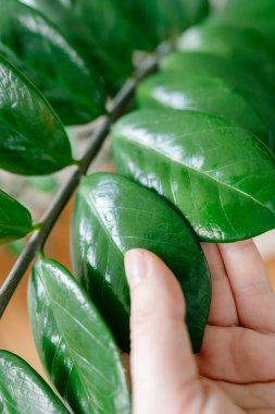 Modern apartmandaki parlak yeşil ev bitkisi zamioculcas yaprağının yakın çekimi. Doğal ışık, minimalist iç mekan ve çağdaş ev dekorasyonu kavramı.