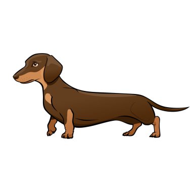 Koyu kahverengi Dachshund. Köpek vektör çizim