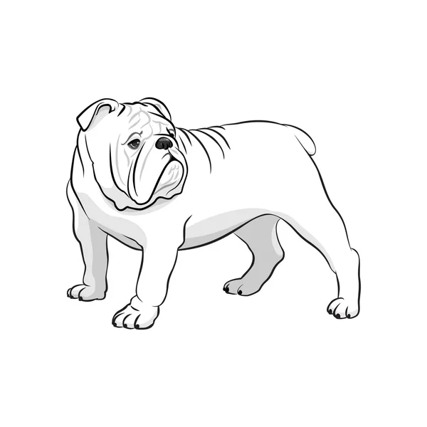 英国牛头犬。在白色背景上的狗 — 图库矢量图片