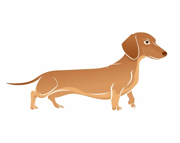 Kahverengi Dachshund. Köpek vektör çizim — Stok Vektör