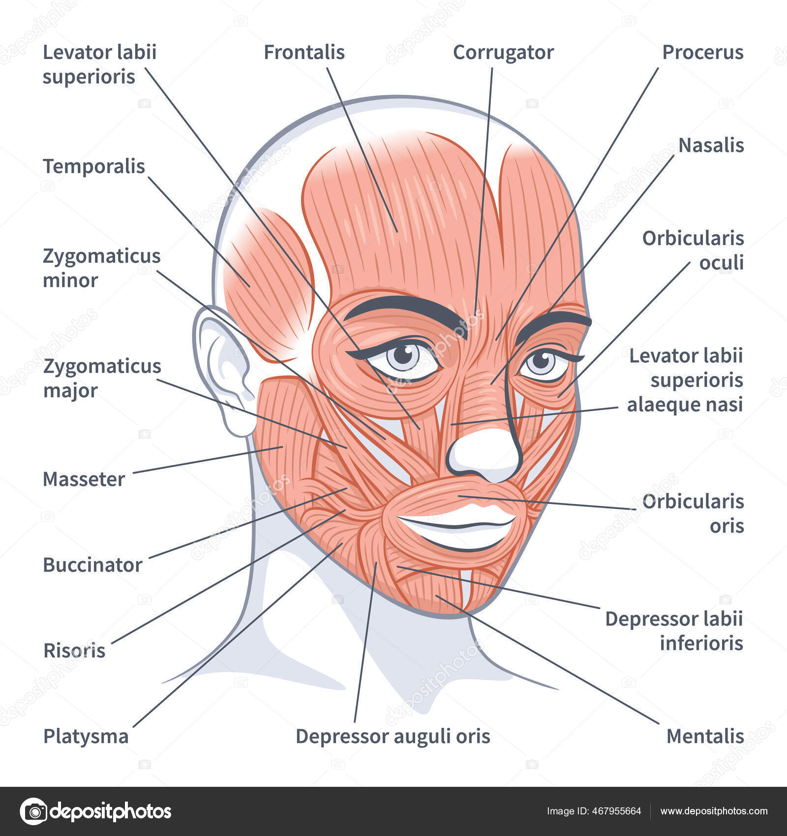 Female facial muscles detailed face anatomy vector illustration Stock