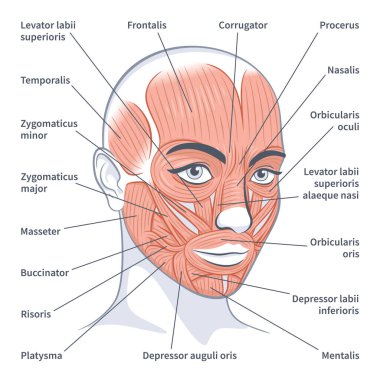 Kadın yüz kasları yüz anatomisi vektör illüstrasyonunu detaylandırır