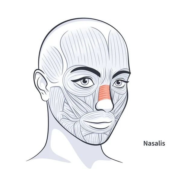 Hembra músculos faciales detallada cara anatomía vector ilustración — Vector de stock