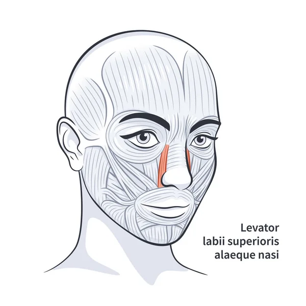 Hembra músculos faciales detallada cara anatomía vector ilustración — Vector de stock