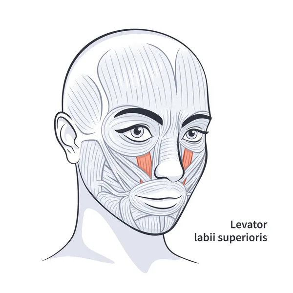 Muscles faciaux féminins illustration vectorielle d'anatomie faciale détaillée — Image vectorielle