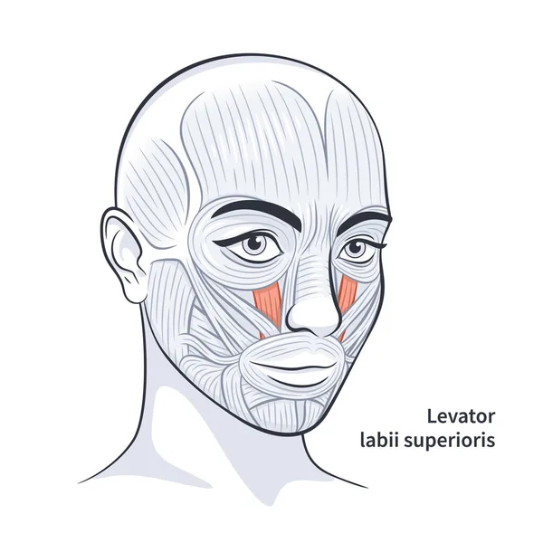 Женские лицевые мышцы детализированная векторная иллюстрация анатомии лица — стоковый вектор