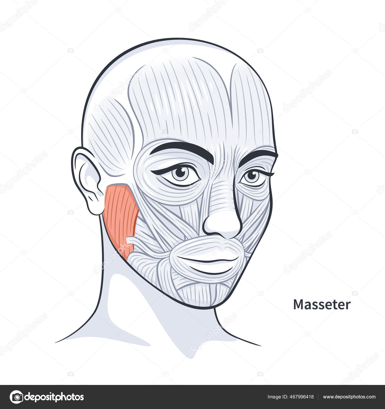Female facial muscles detailed face anatomy vector illustration Stock