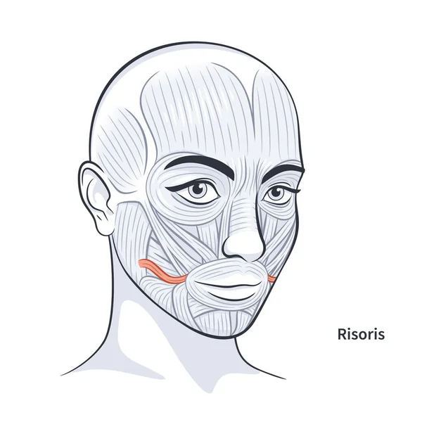 얼굴 근육 이 구체적으로 얼굴 해부학 벡터 삽화 — 스톡 벡터