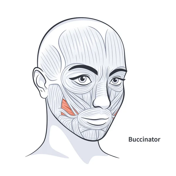 Muscoli facciali femminili dettagliata illustrazione vettoriale anatomia del viso — Vettoriale Stock