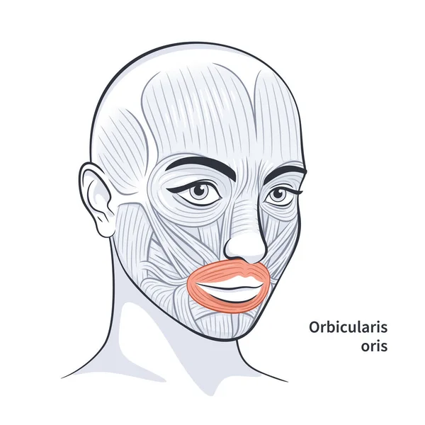 Hembra músculos faciales detallada cara anatomía vector ilustración — Vector de stock