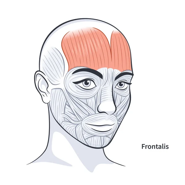 女性の顔の筋肉の詳細な顔の解剖学的ベクターイラスト — ストックベクタ