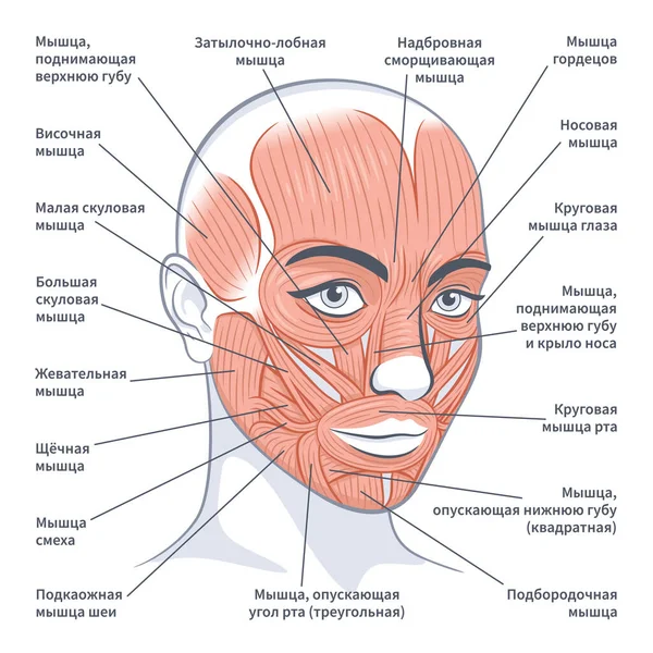 Weibliche Gesichtsmuskeln detaillierte Anatomie russische Vektorillustration — Stockvektor